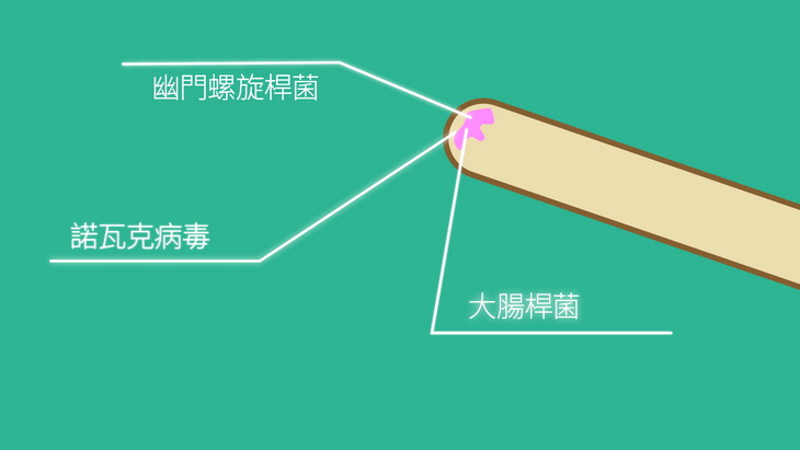 喵喵狗的手也有很多細菌和病毒